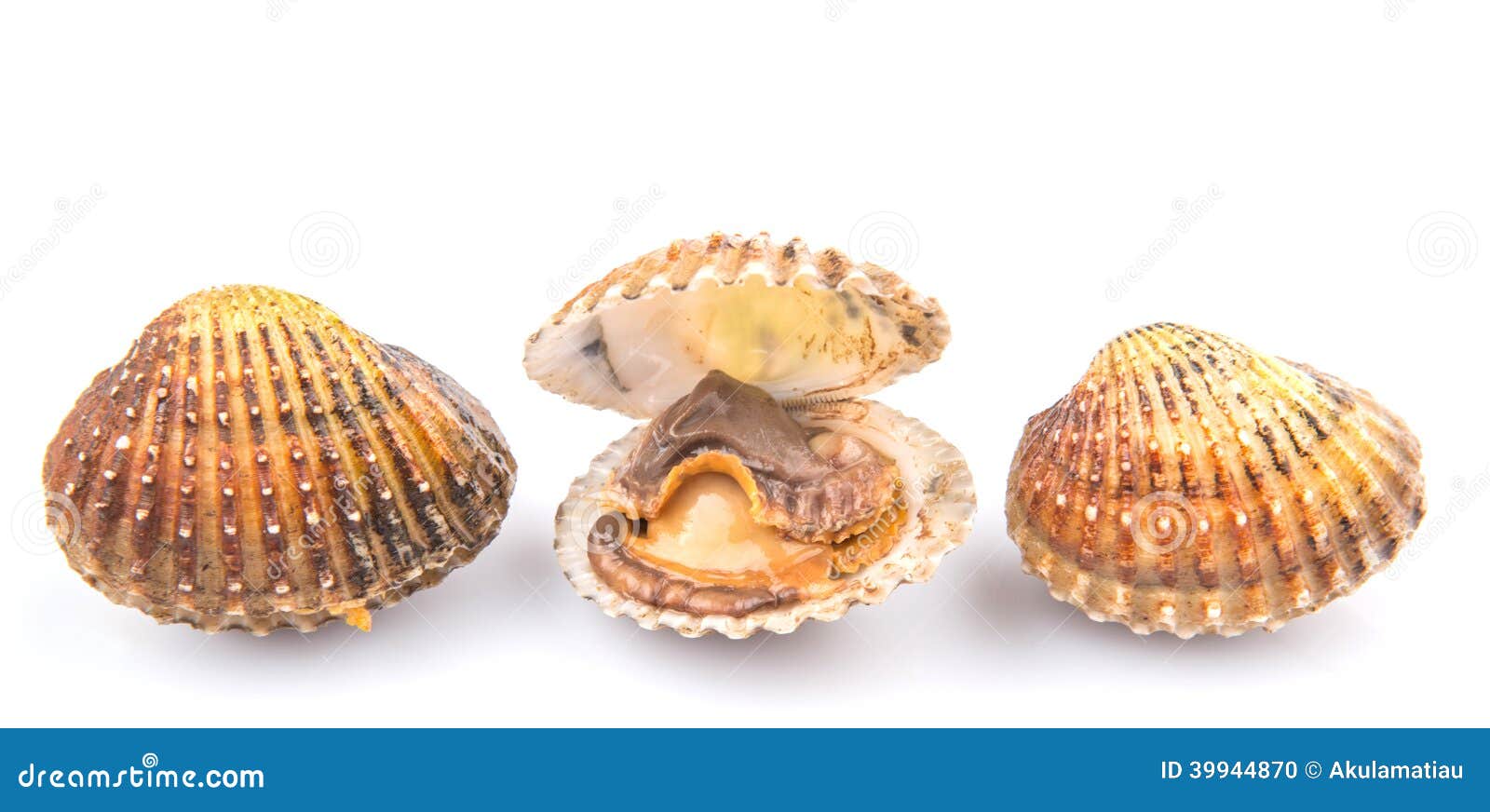 Cockle Vii Stock Photos Free & RoyaltyFree Stock Photos from Dreamstime