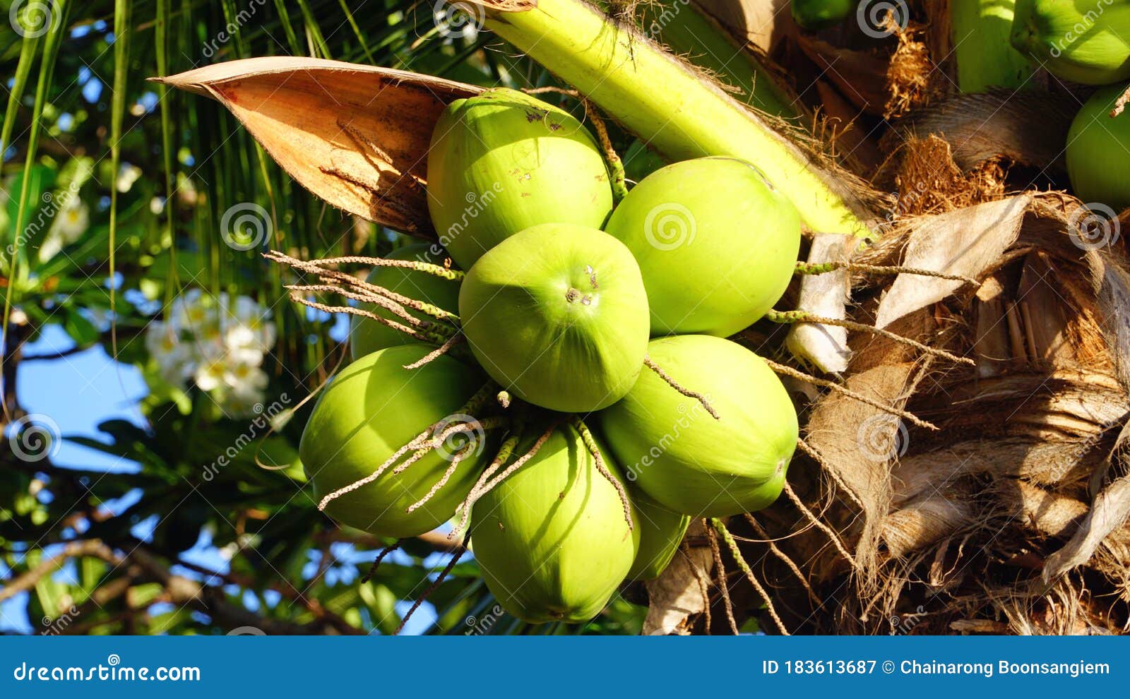 Raw Coconut on the Coconut Tree Stock Image Image of nature
