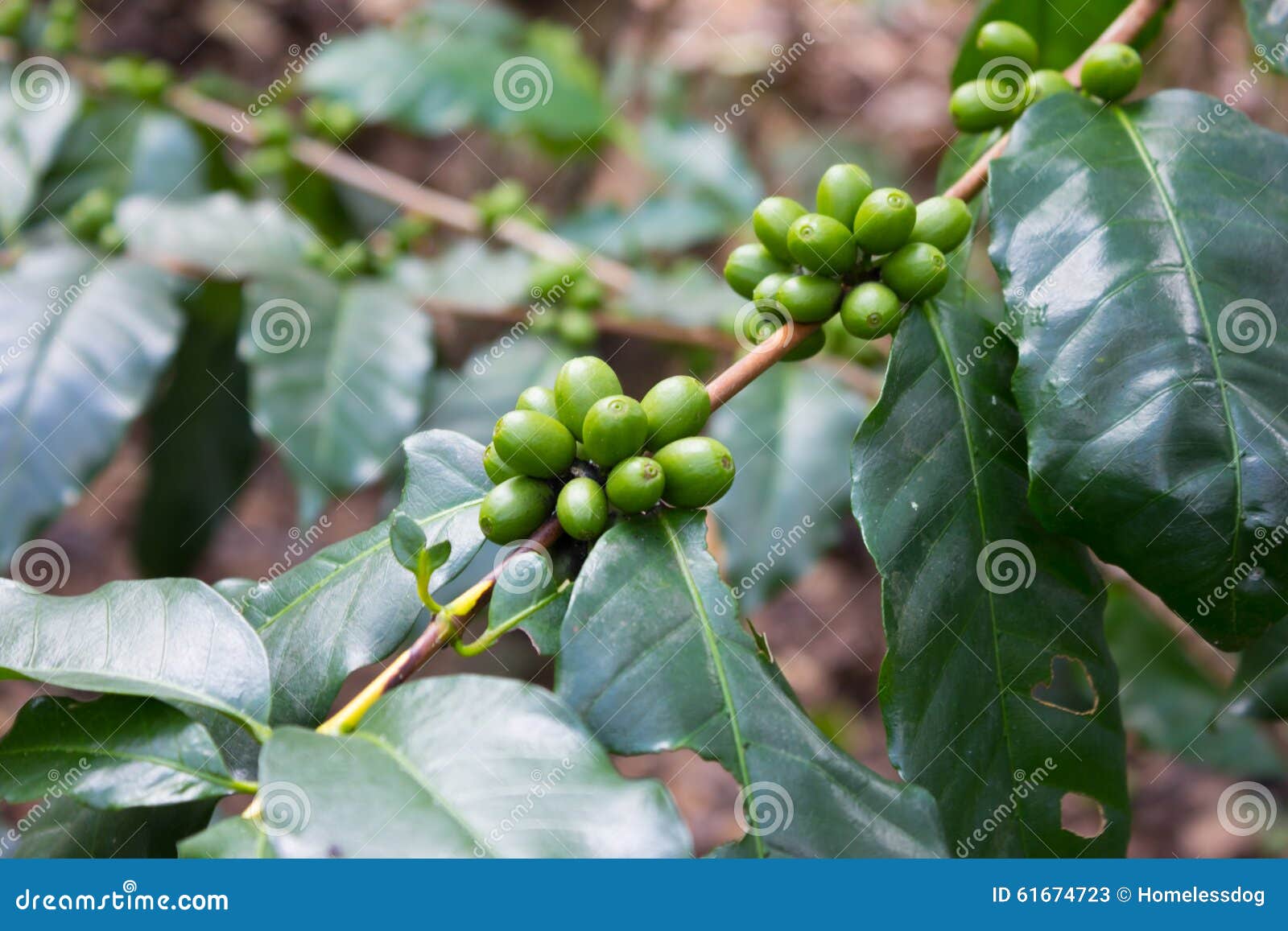 Raw coffee bean stock image. Image of bean, growing, plant 61674723