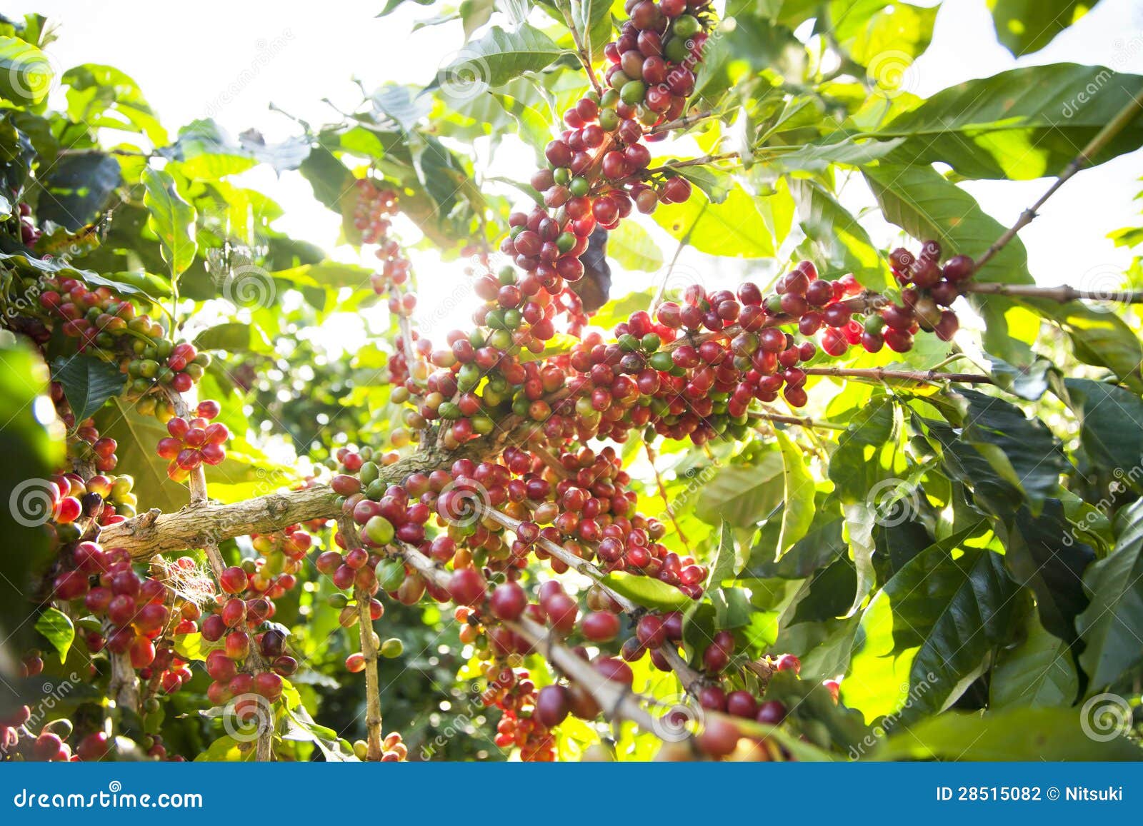 Ripe Coffee Bean On Tree Stock Photography Image 28515082