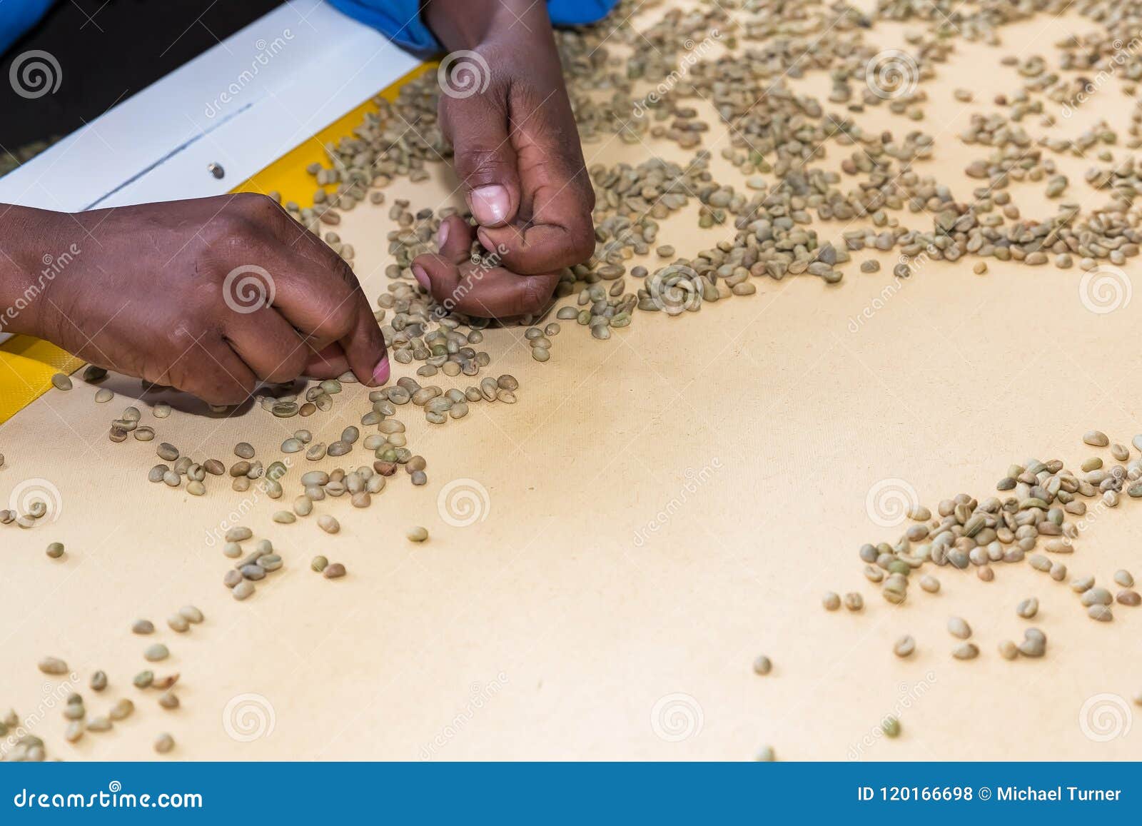 Raw Coffee Bean Sorting and Processing in a Factory Stock Photo Image