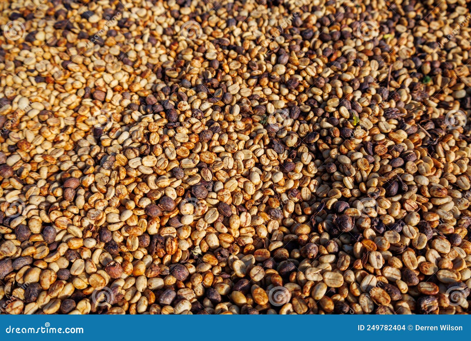 Raw Coffee Beans Drying in the Sun Stock Photo Image of harvesting, drying 249782404