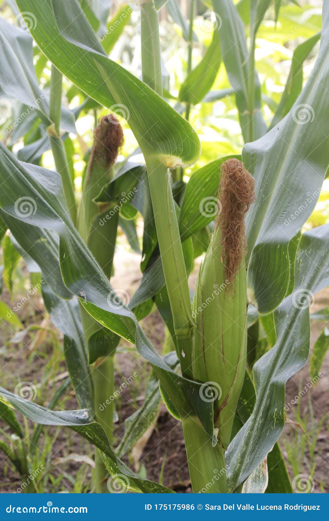 raw corn cob in the field sown in soil and outdoors