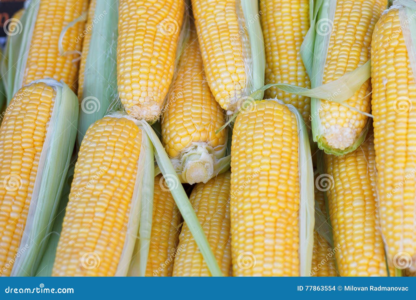 Raw Corns in Vegetables Farm Market Stock Photo Image of diet, juicy