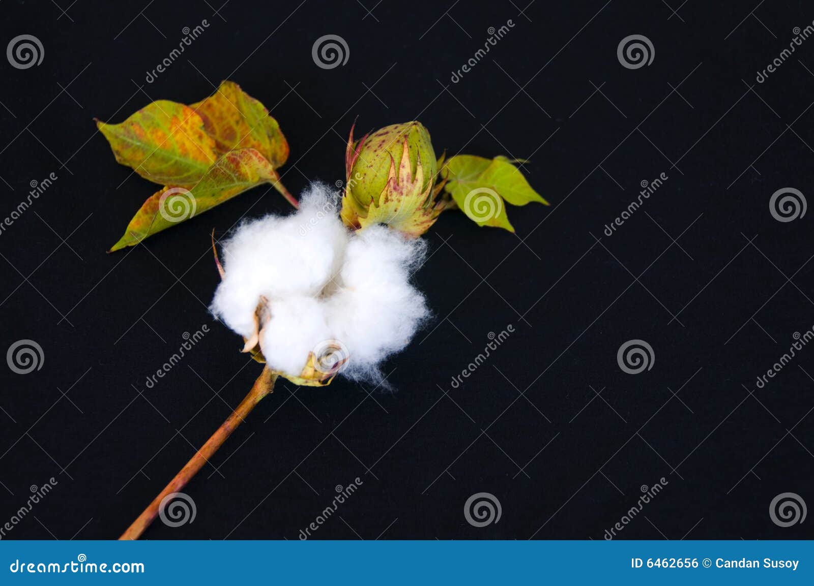 Raw cotton stock photo. Image of fluffy, cotton, textured 6462656