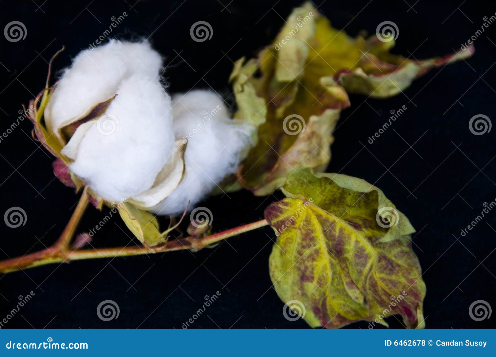 Raw cotton. stock photo. Image of botany, ball, material 6462678