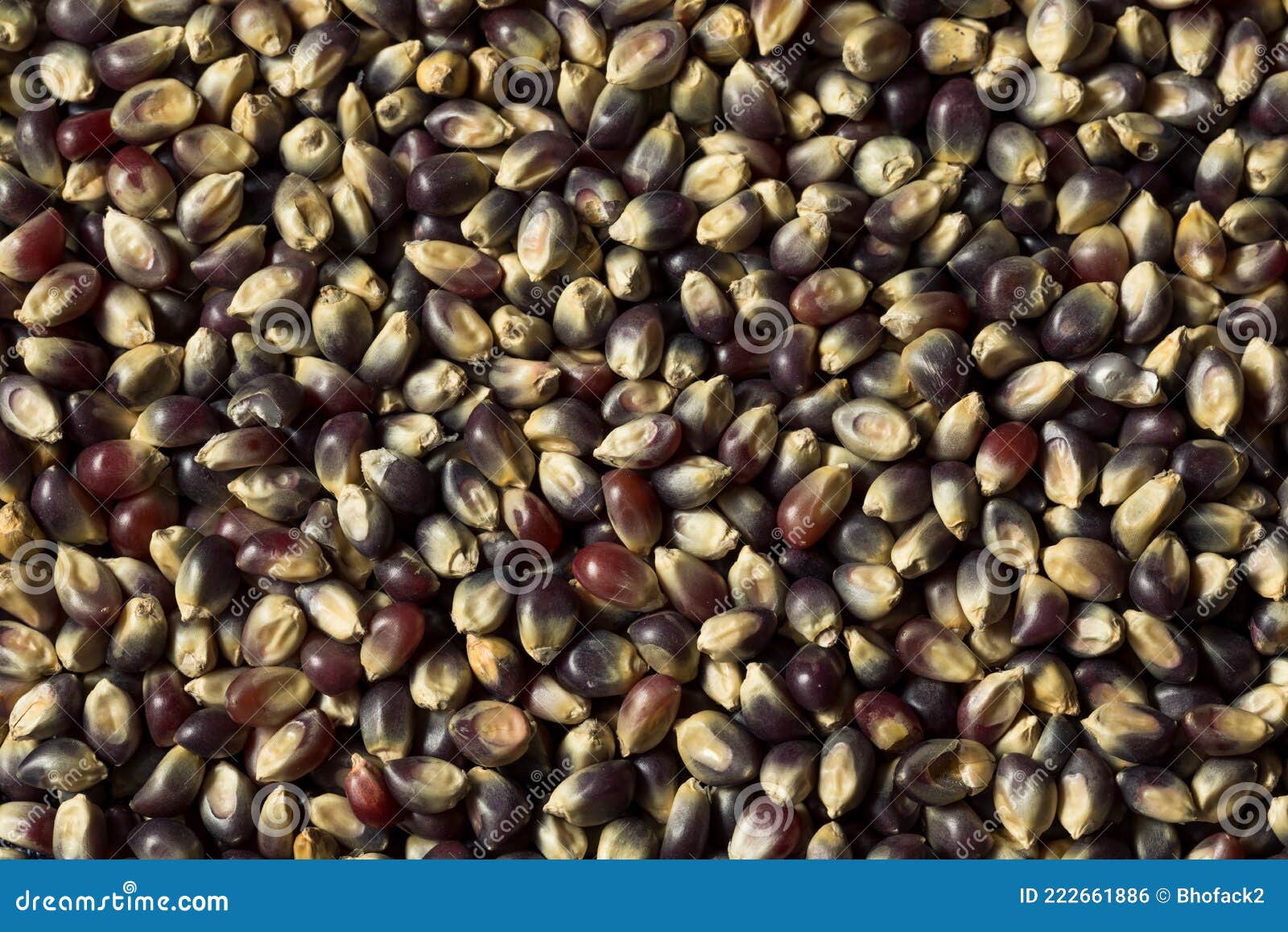Raw Dry Organic Purple Popcorn Stock Photo Image of plant, nutrition 222661886