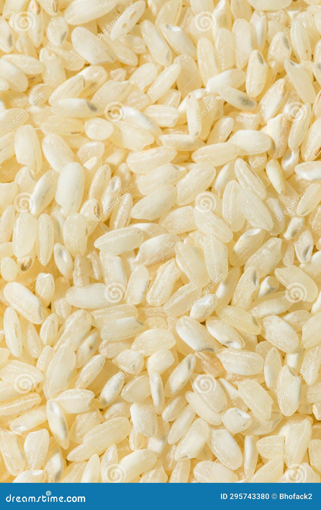 Raw Dry White Arborio Rice stock photo. Image of italian 295743380