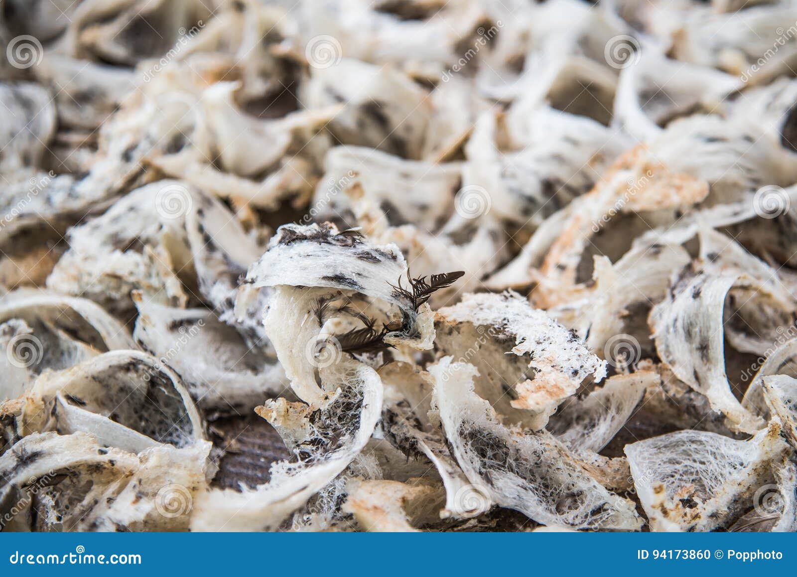 Raw edible bird nest stock photo. Image of food, eating 94173860