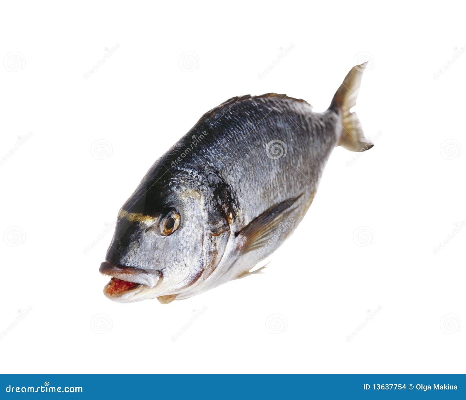 macro fish and consume bait macro fish and consume bait