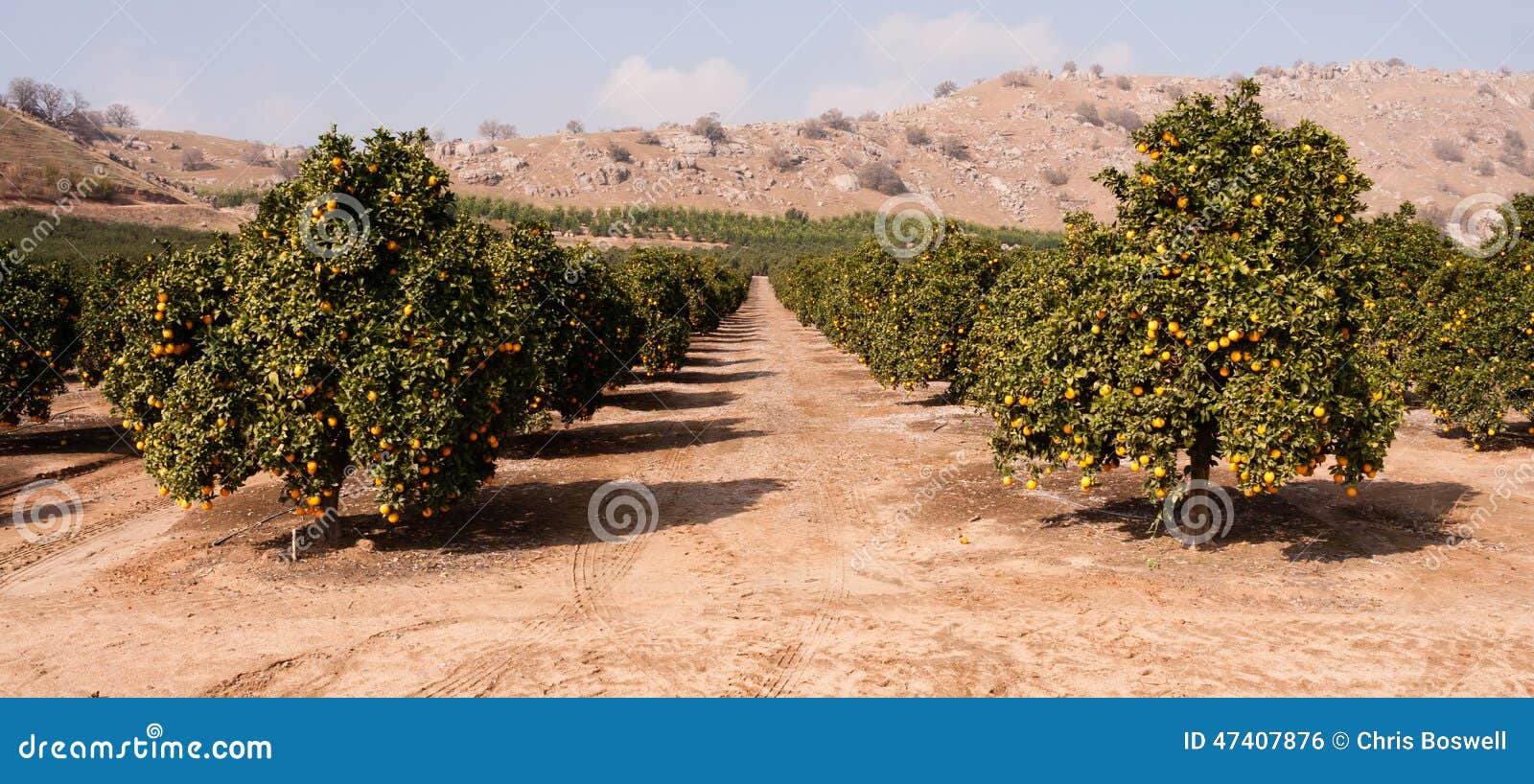 raw food fruit oranges ripening agriculture farm orange grove