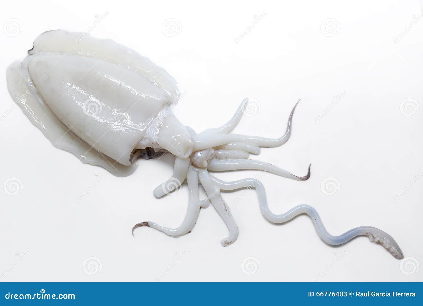 Raw and Fresh Cuttlefish. Spanish Squid Choco Stock Image Image of