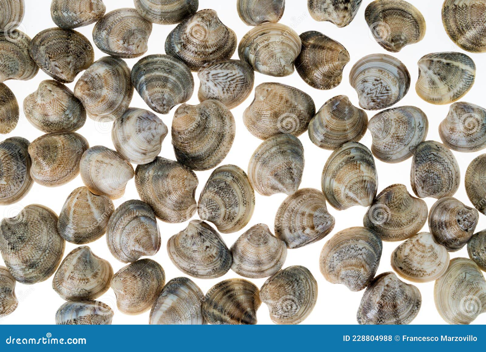 raw fresh vongole clams in top view