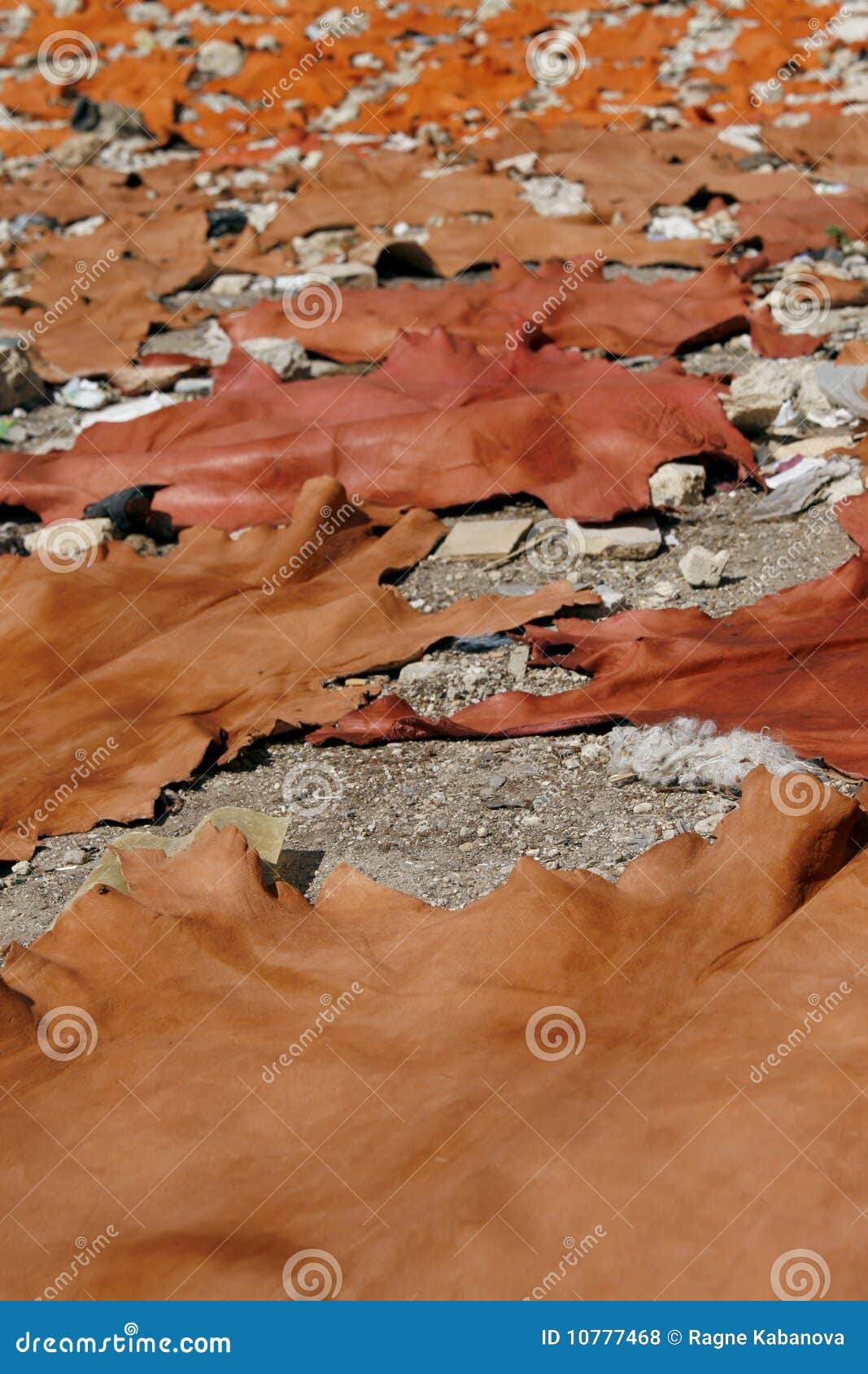 Raw Freshly Colored Animal Skins Drying in the Sun Stock Photo Image