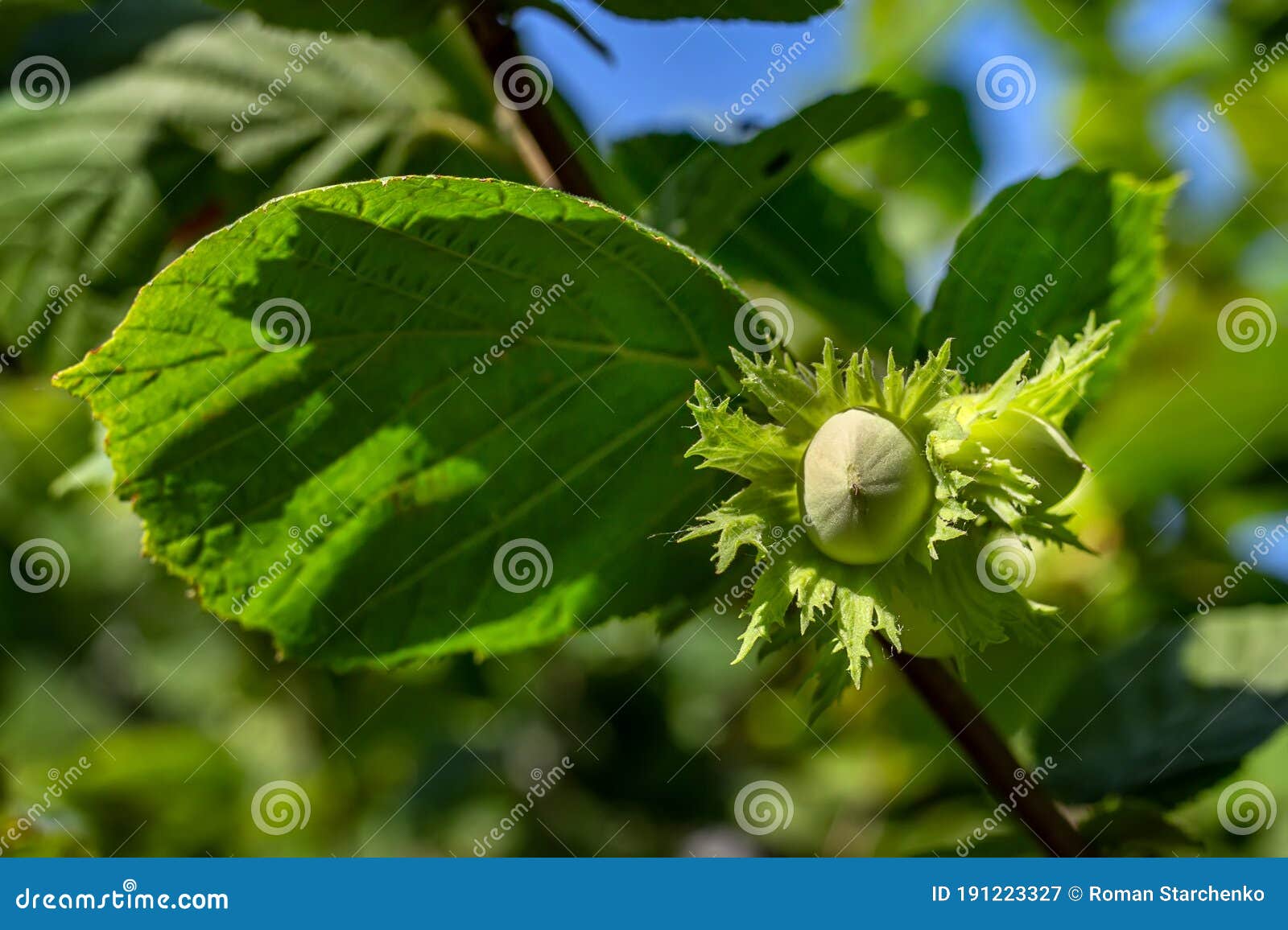 Raw Green Hazelnut Grows on a Tree Branch with Leaves Stock Image