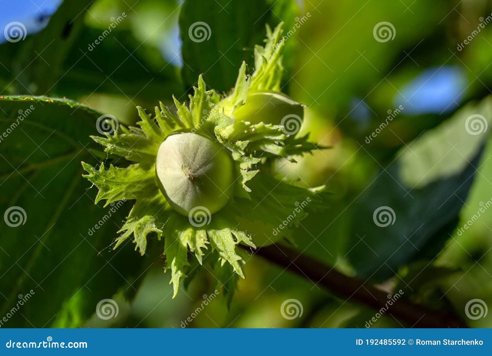 Raw Green Hazelnut Grows on a Tree Branch with Leaves Stock Photo