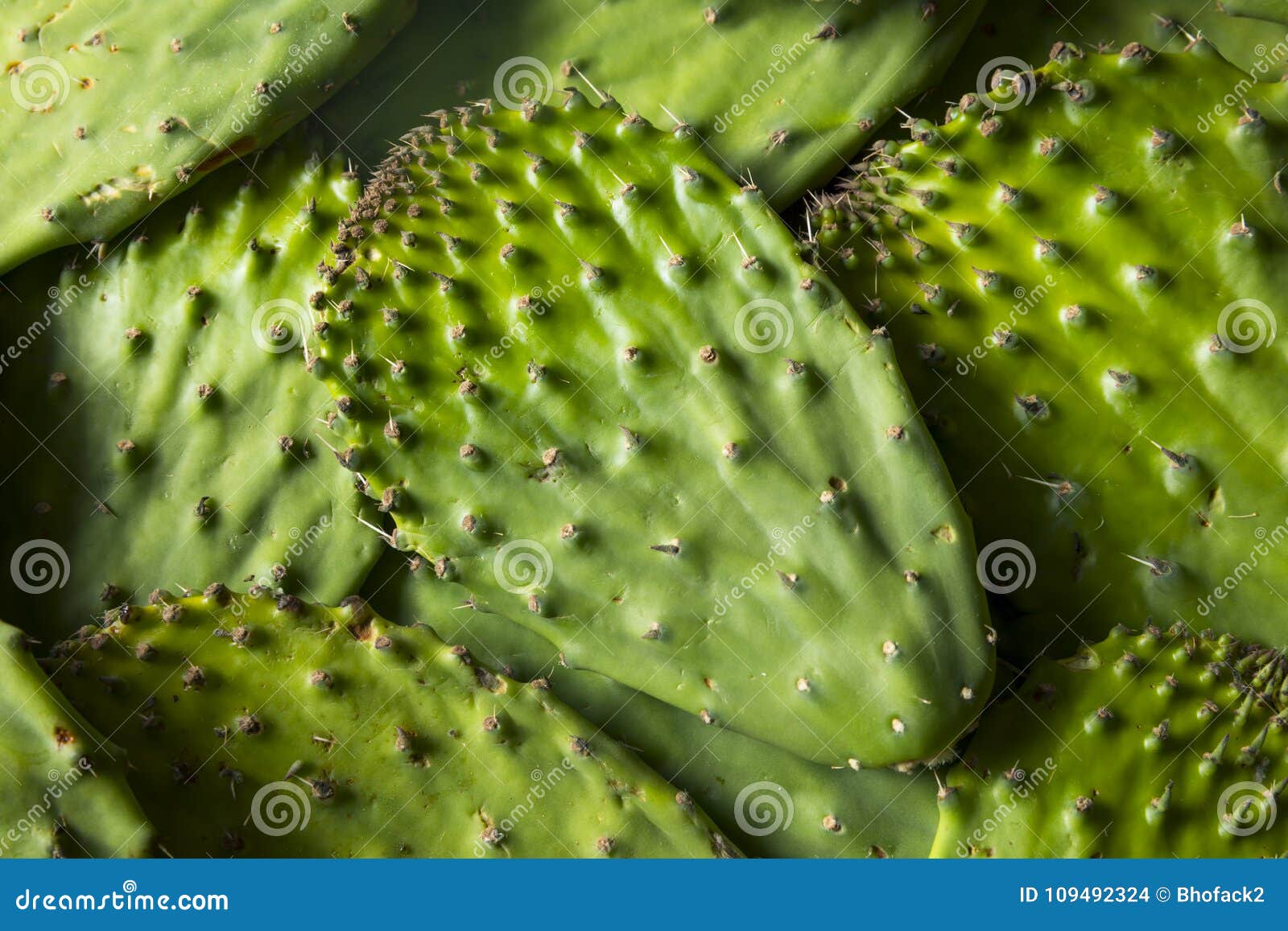 Raw Green Organic Cactus Leaf Fruit Stock Photo Image of nature