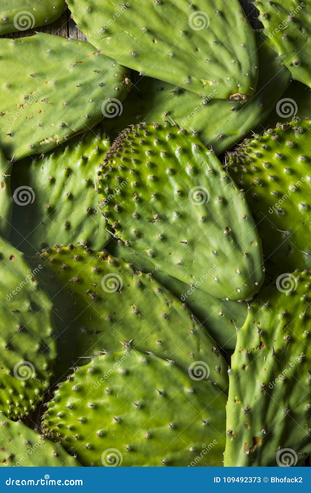 Raw Green Organic Cactus Leaf Fruit Stock Image Image of pear, health