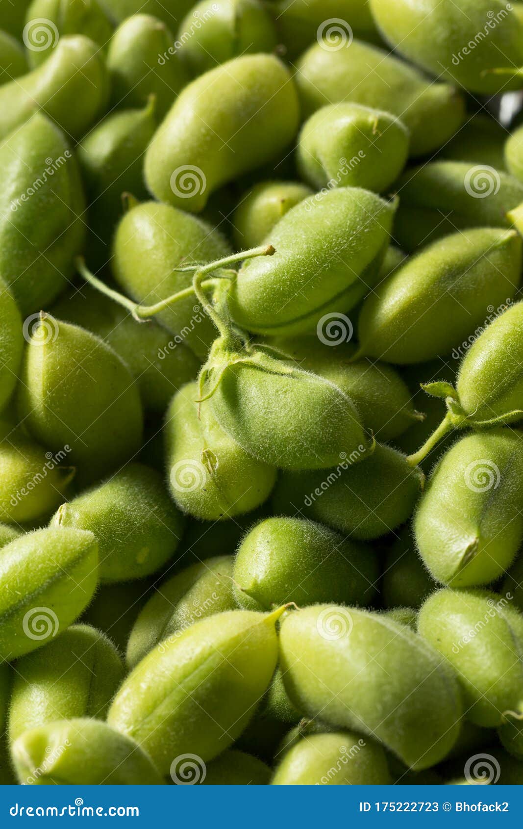 raw green organic  garbanzo beans