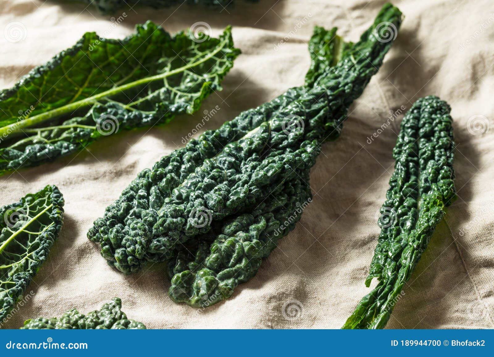 Raw Green Organic Tuscan Dinosaur Kale Stock Photo Image of cabbage