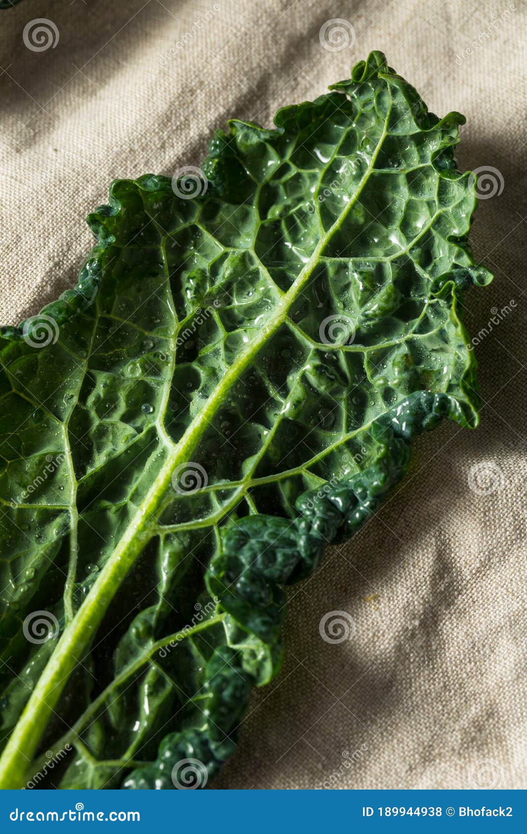 Raw Green Organic Tuscan Dinosaur Kale Stock Photo - Image of