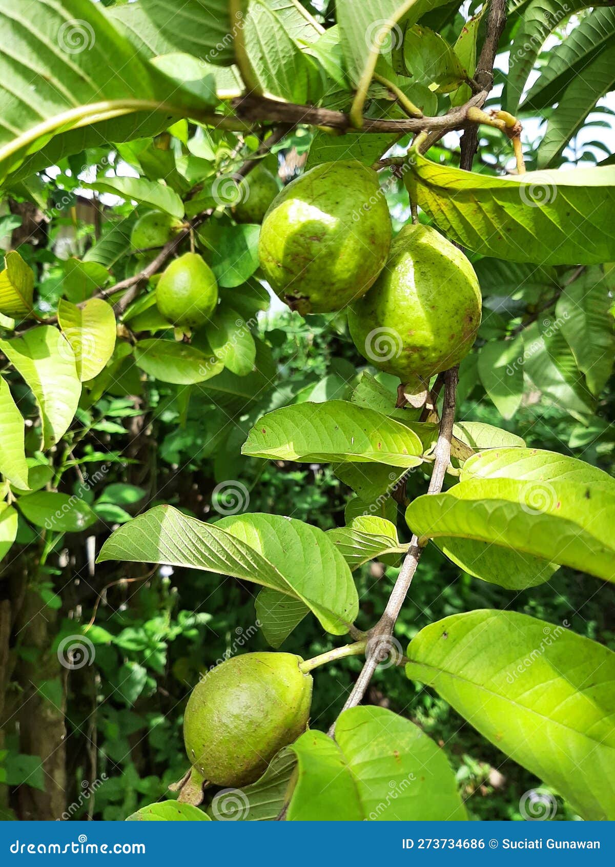 Raw Guava Fruit on the Garden Stock Photo Image of garden, guava