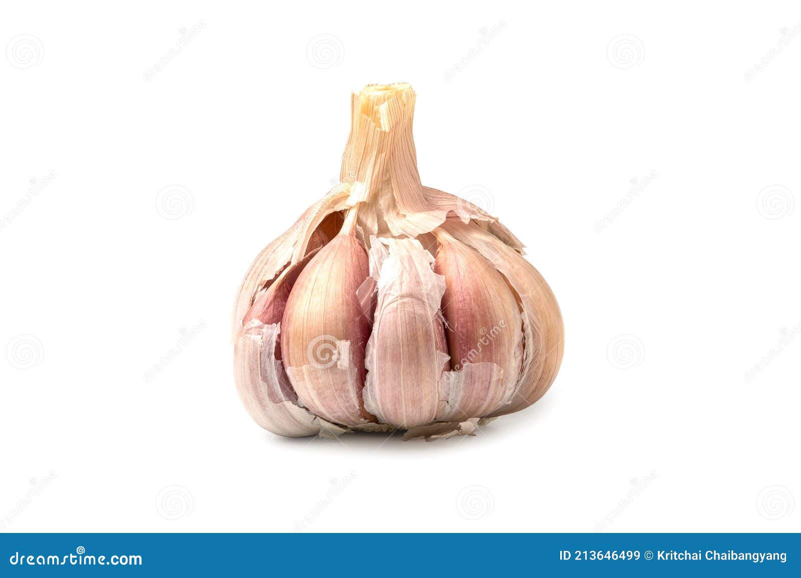 Head, Garlic Cloves And A Metal Garlic Press, On A Light Gray