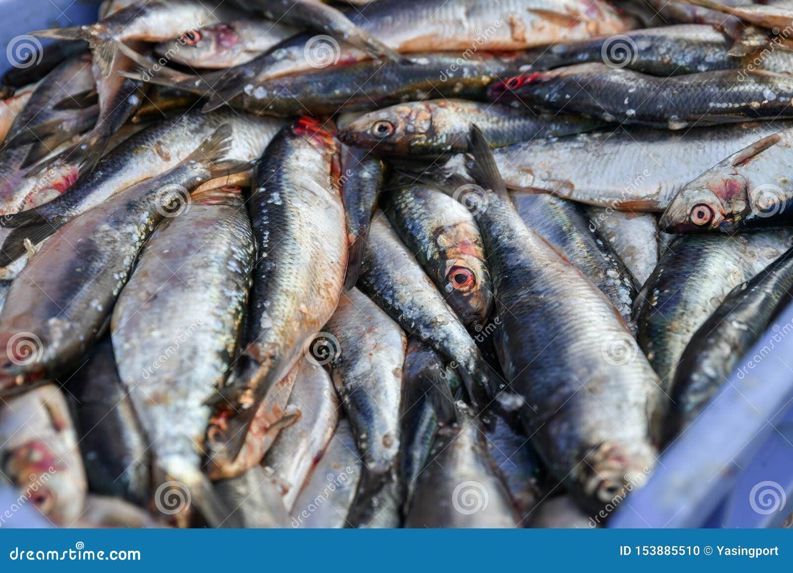 Raw Herring in a Box on the Market Stock Photo - Image of counter ...