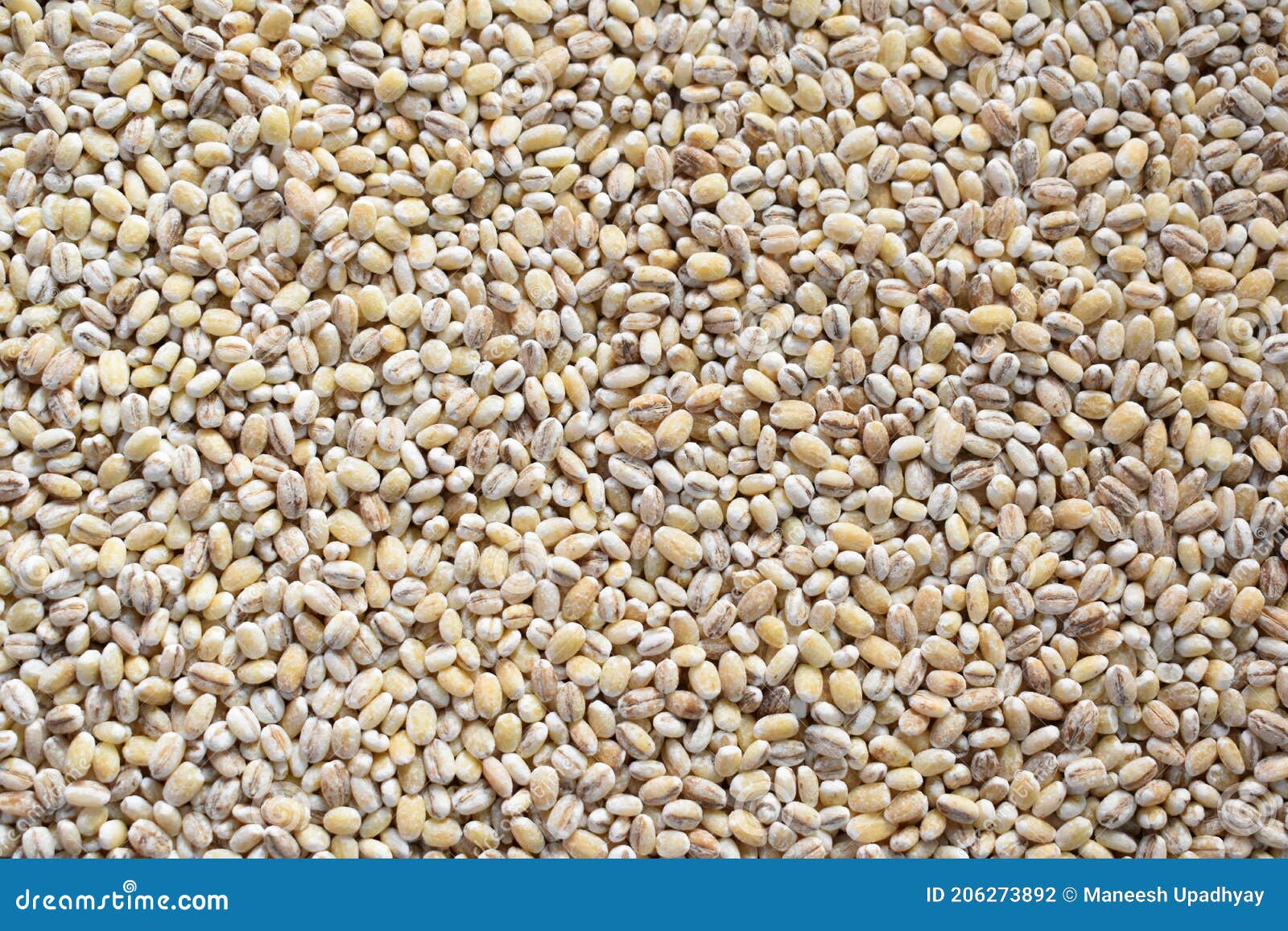 Raw hulled Barley grains stock photo. Image of ingredient 206273892