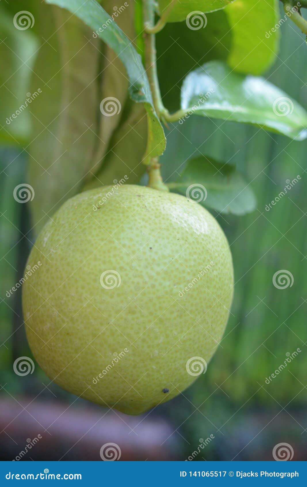 Raw lemon in the tree stock image. Image of agriculture 141065517