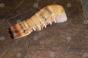 Raw Lobster Tail With Nutrition Label On Slate Table Stock Image 
