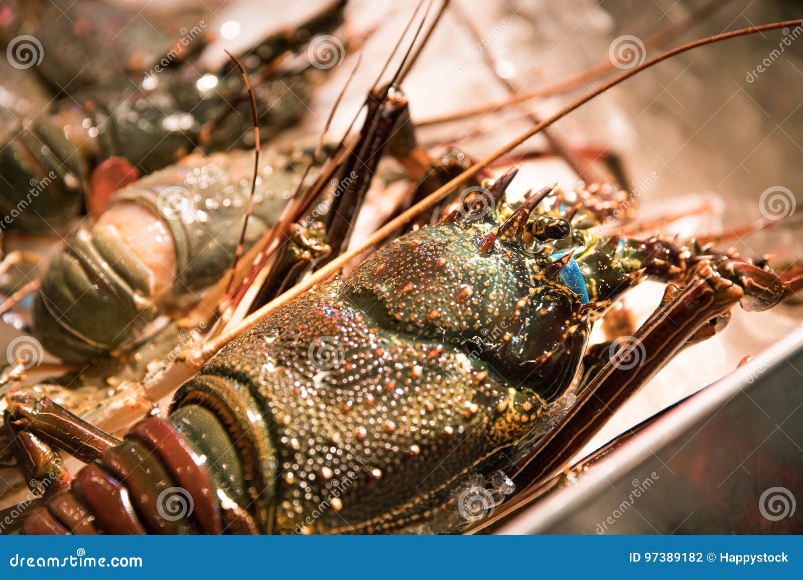 Raw Lobsters Uncooked Show in Night Market Stock Photo Image of