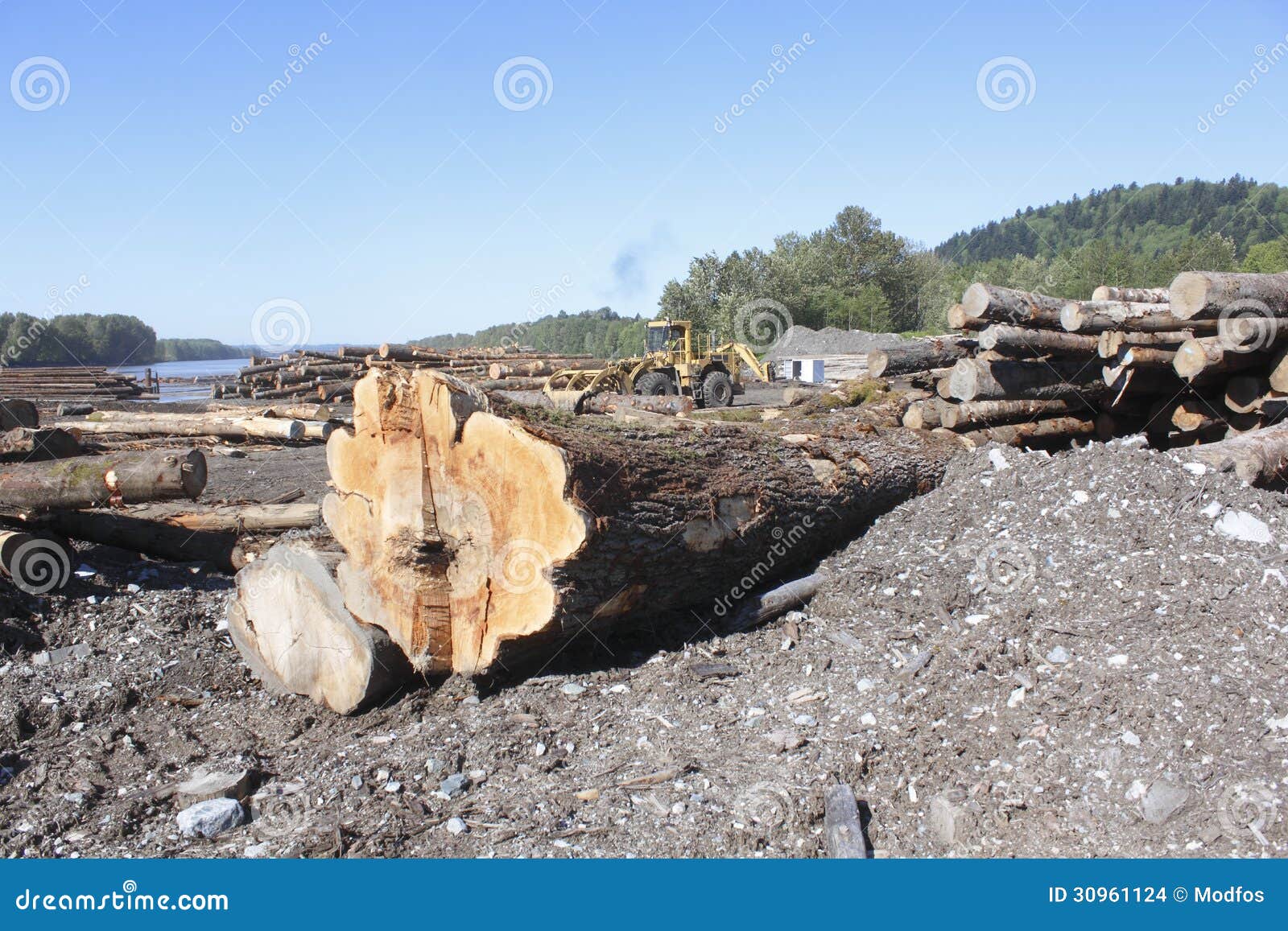 Raw Logs in Lumber Yard stock photo. Image of industry 30961124