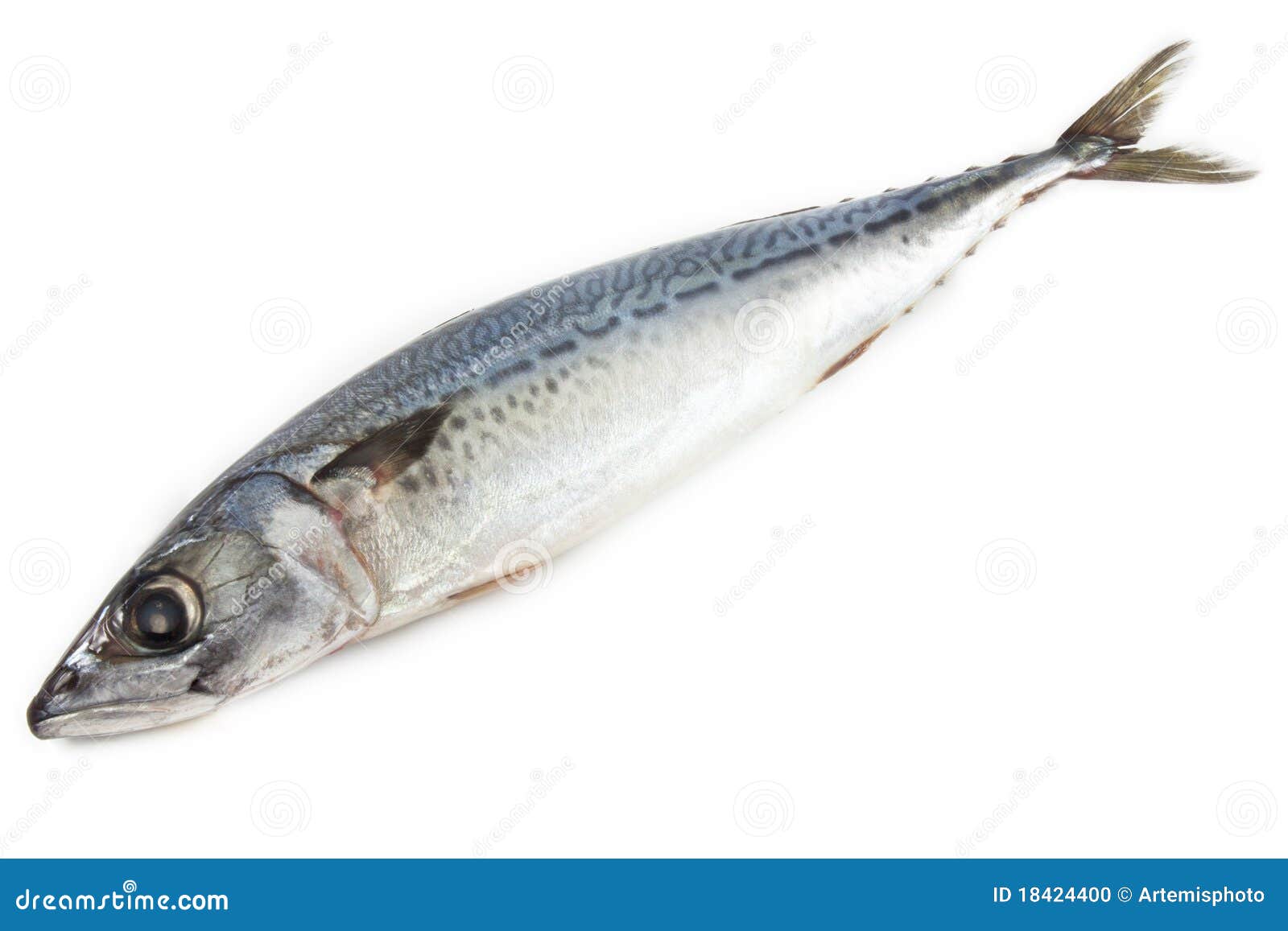 Raw Mackerel Fish stock photo. Image of dining, healthy 18424400