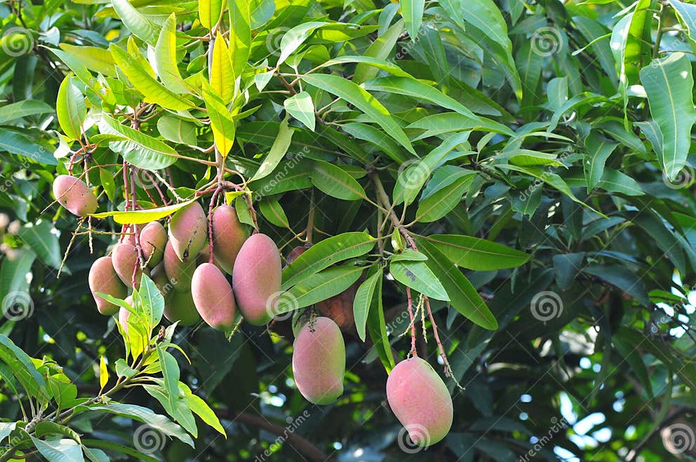 Raw mango stock photo. Image of tree, green, baby, bundle 36460138