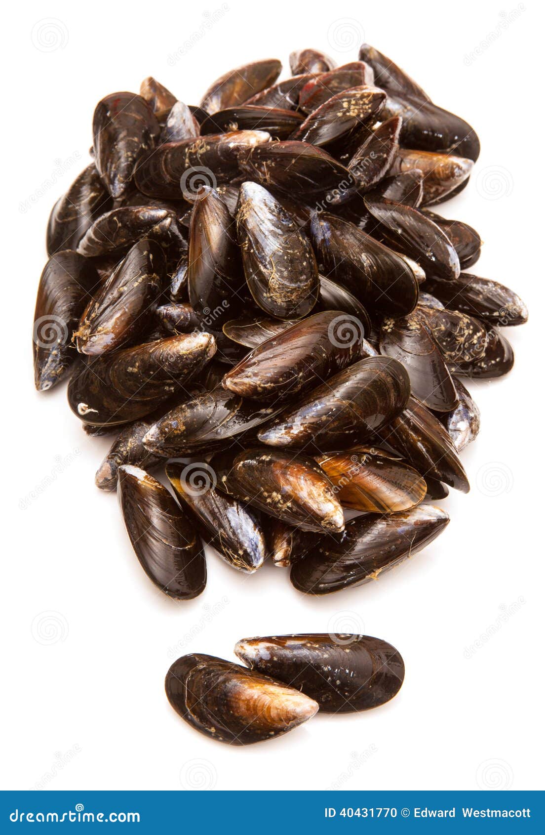 Raw mussels or clams stock photo. Image of clams, mussel 40431770