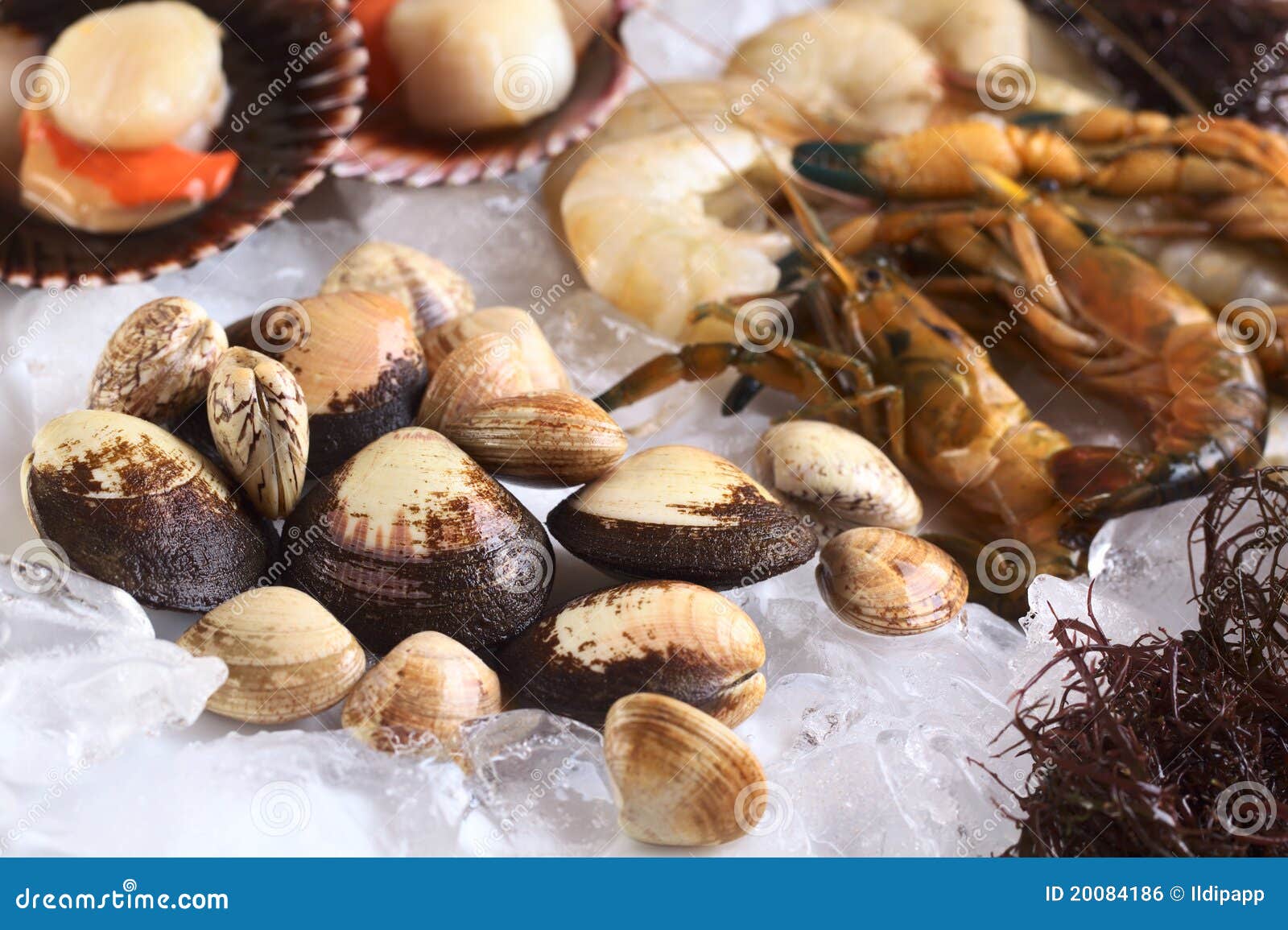 Raw Mussels with Other Seafood on Ice Stock Photo Image of seafood