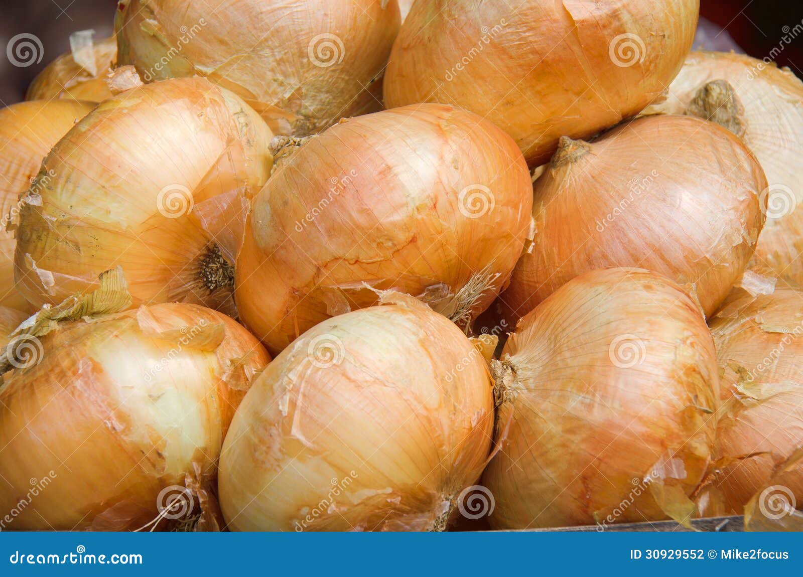 Raw onions closeup stock photo. Image of root, flavor 30929552