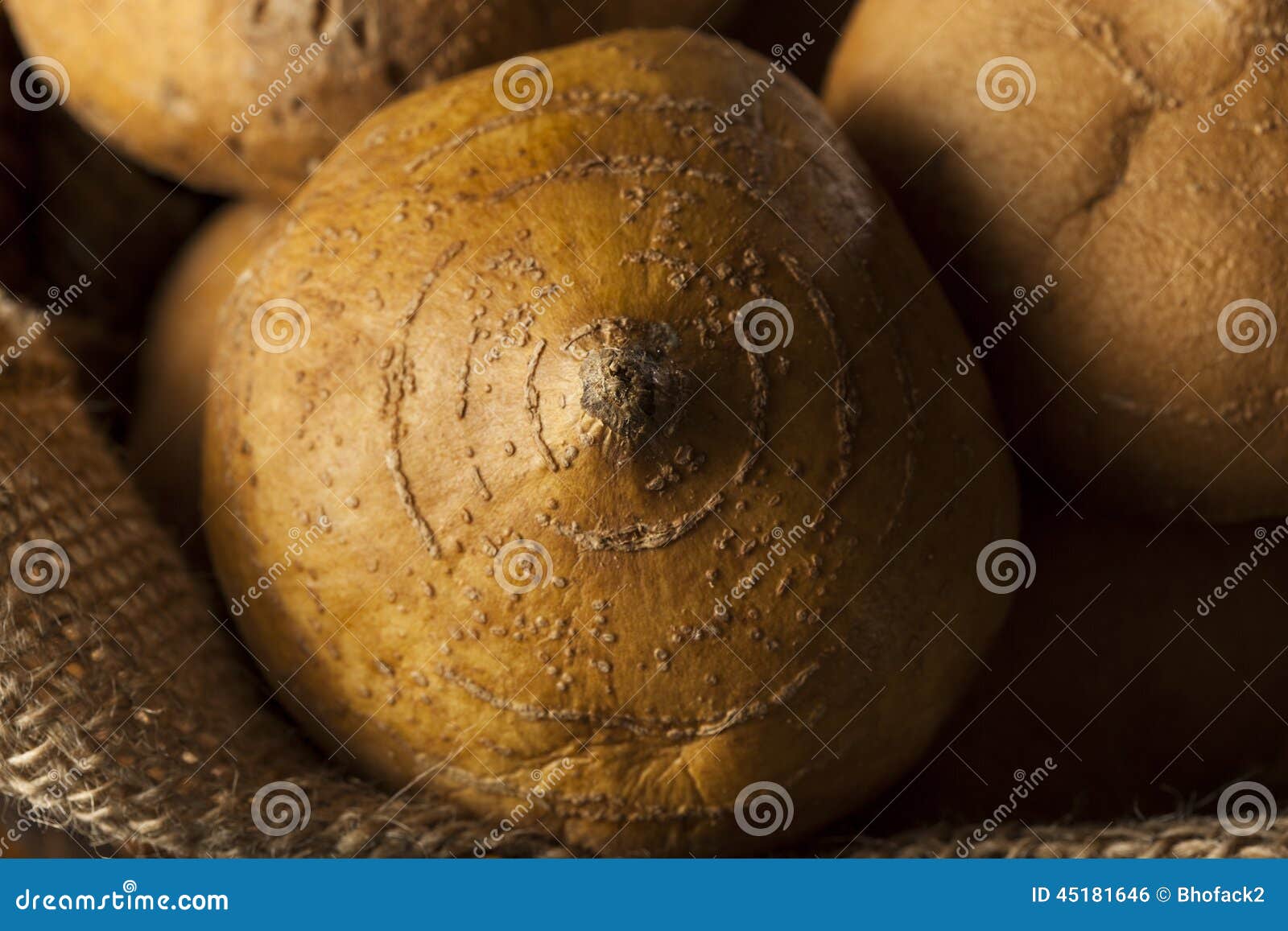 Raw Organic Brown Jicama stock photo. Image of ingredient 45181646