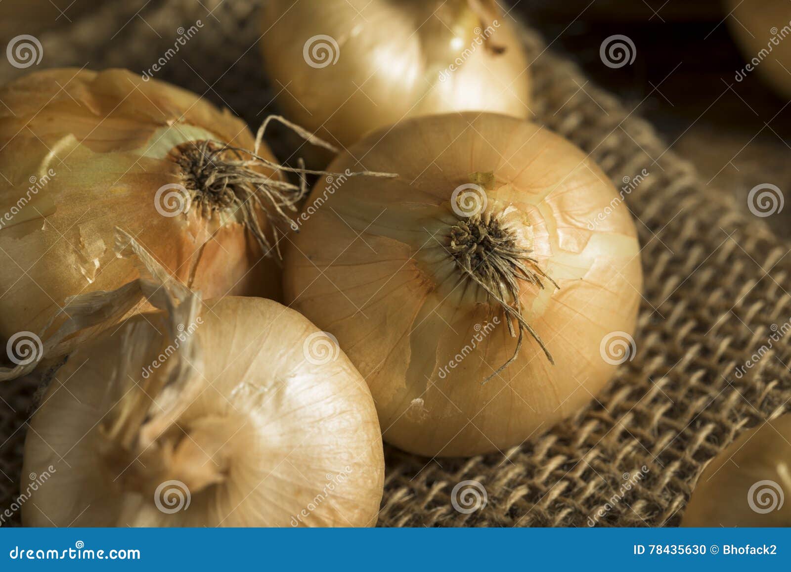 Raw Organic Cipollini Onions Stock Photo Image of natural, fresh