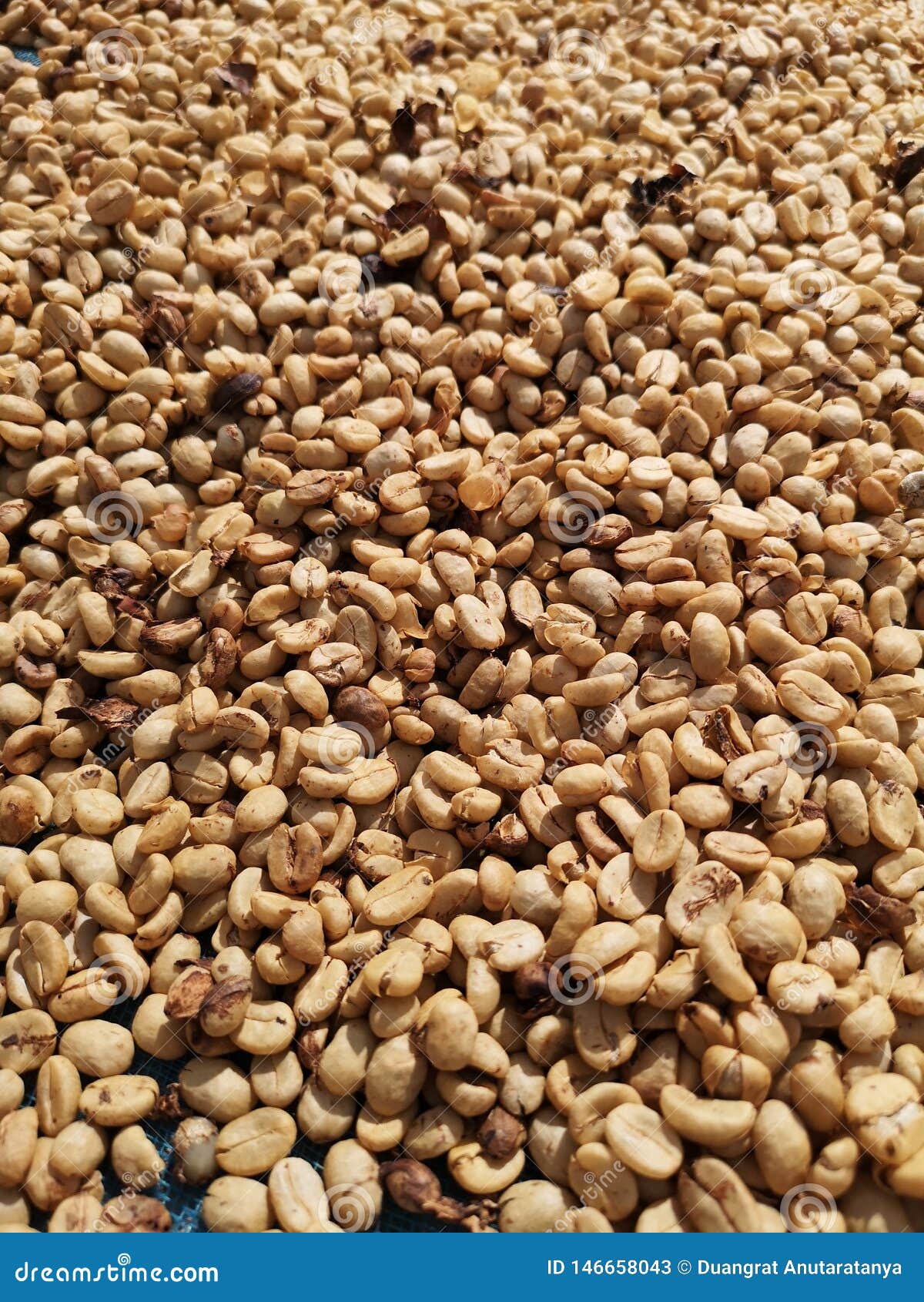 Raw Organic Dry Coffee Beans Image Stock Image Image of organic