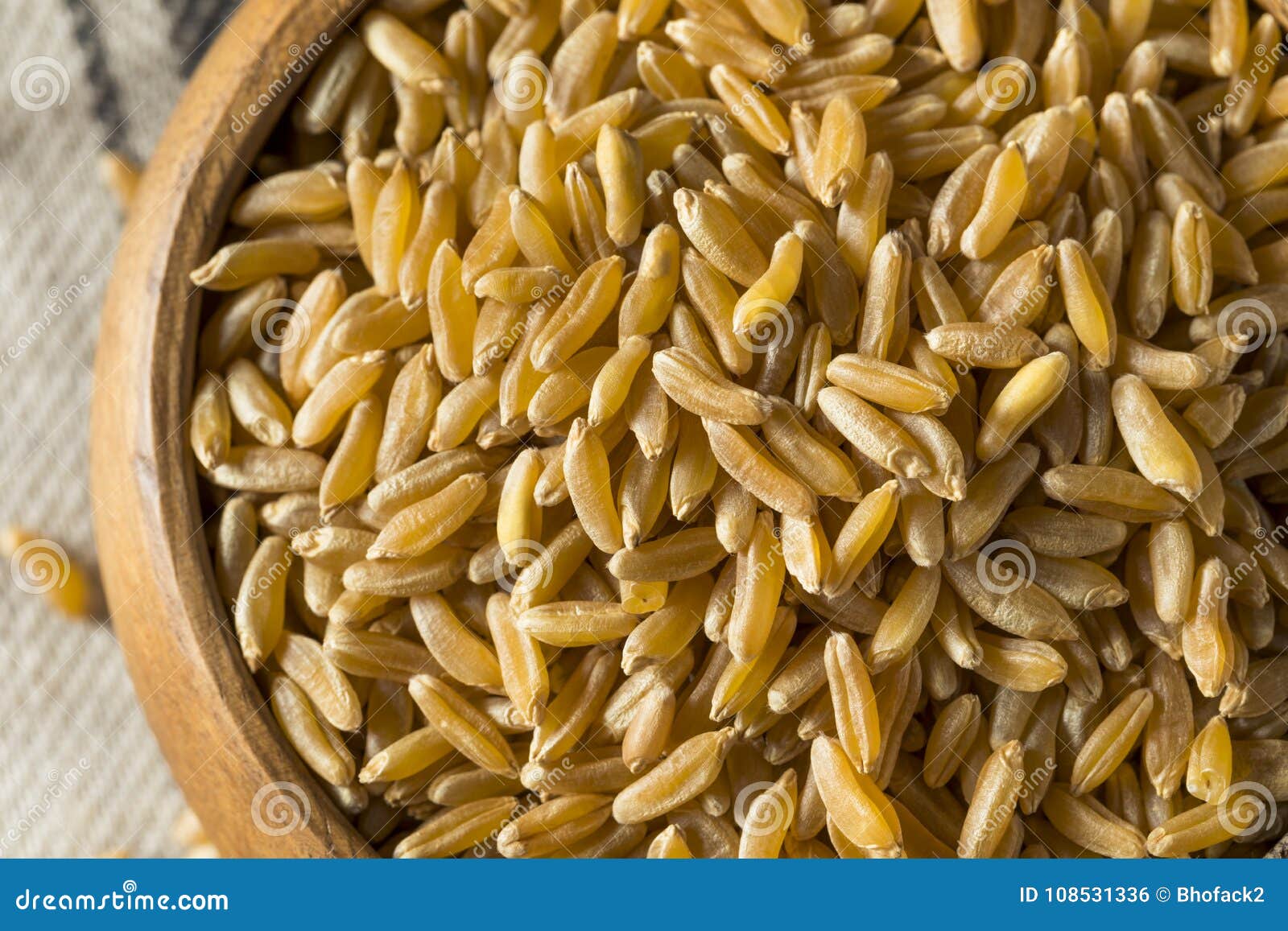 Raw Organic Dry Kamut Berries Grain Stock Photo Image of oriental