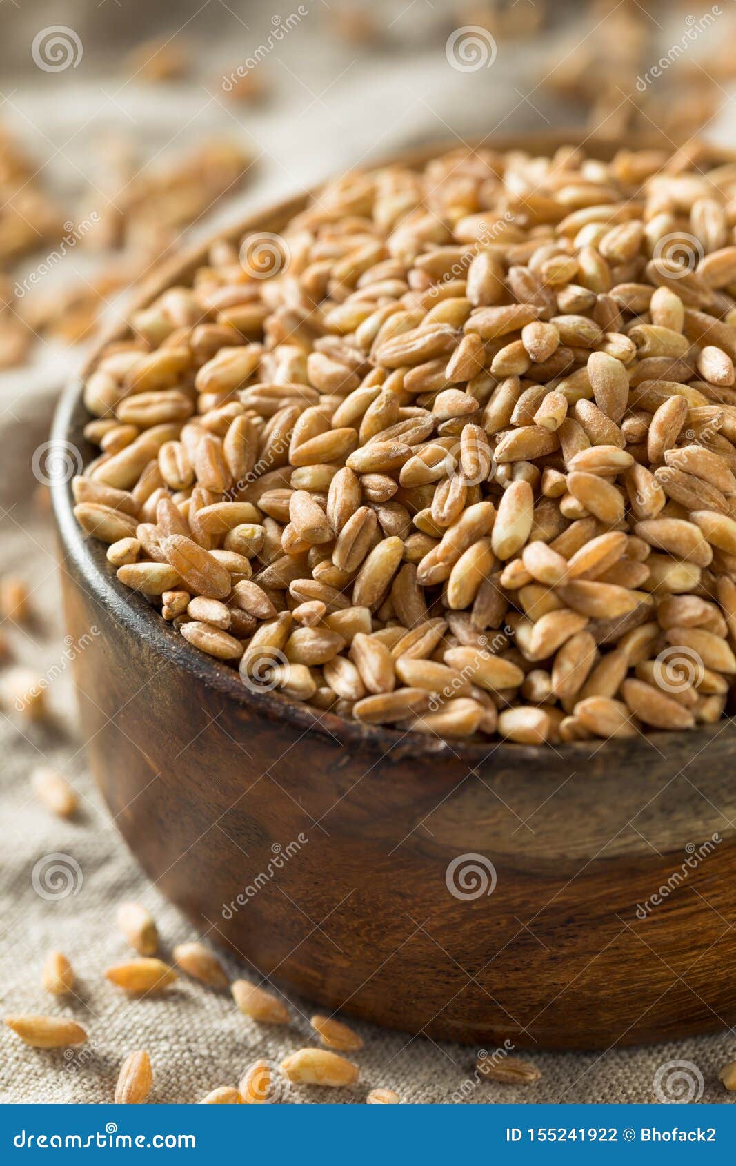 Raw Organic Farro Grain stock photo. Image of barley 155241922
