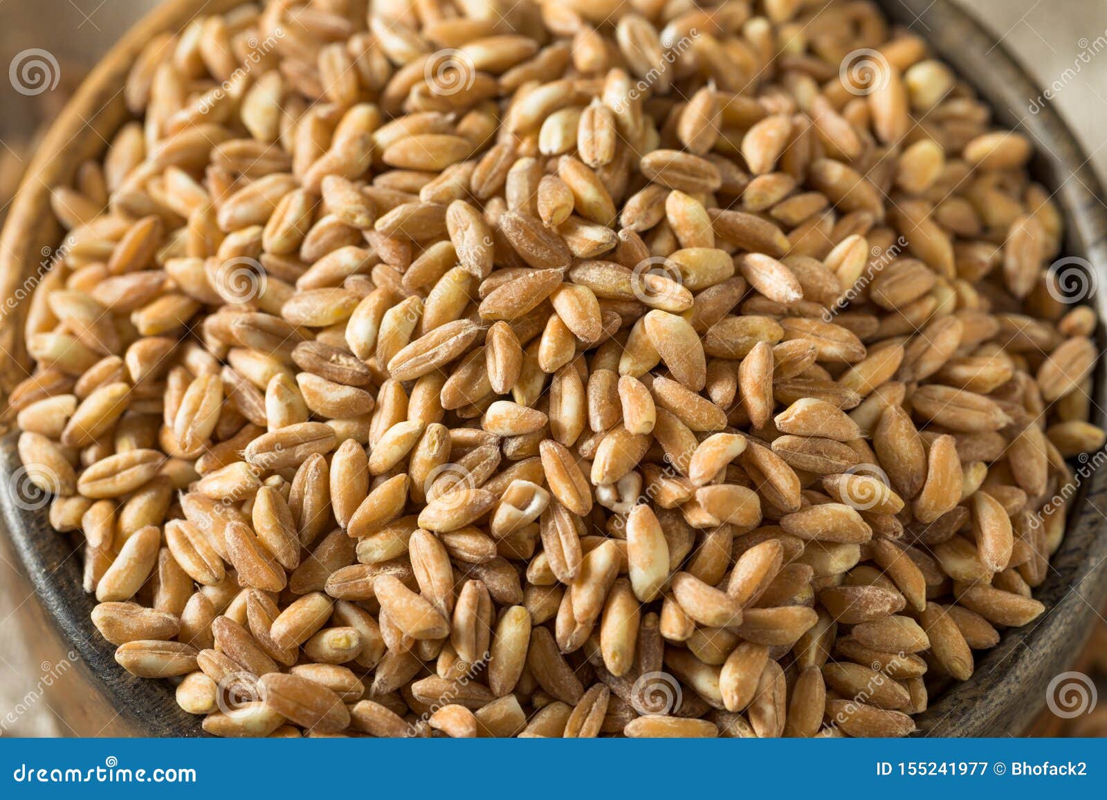 Raw Organic Farro Grain stock image. Image of food, rustic 155241977