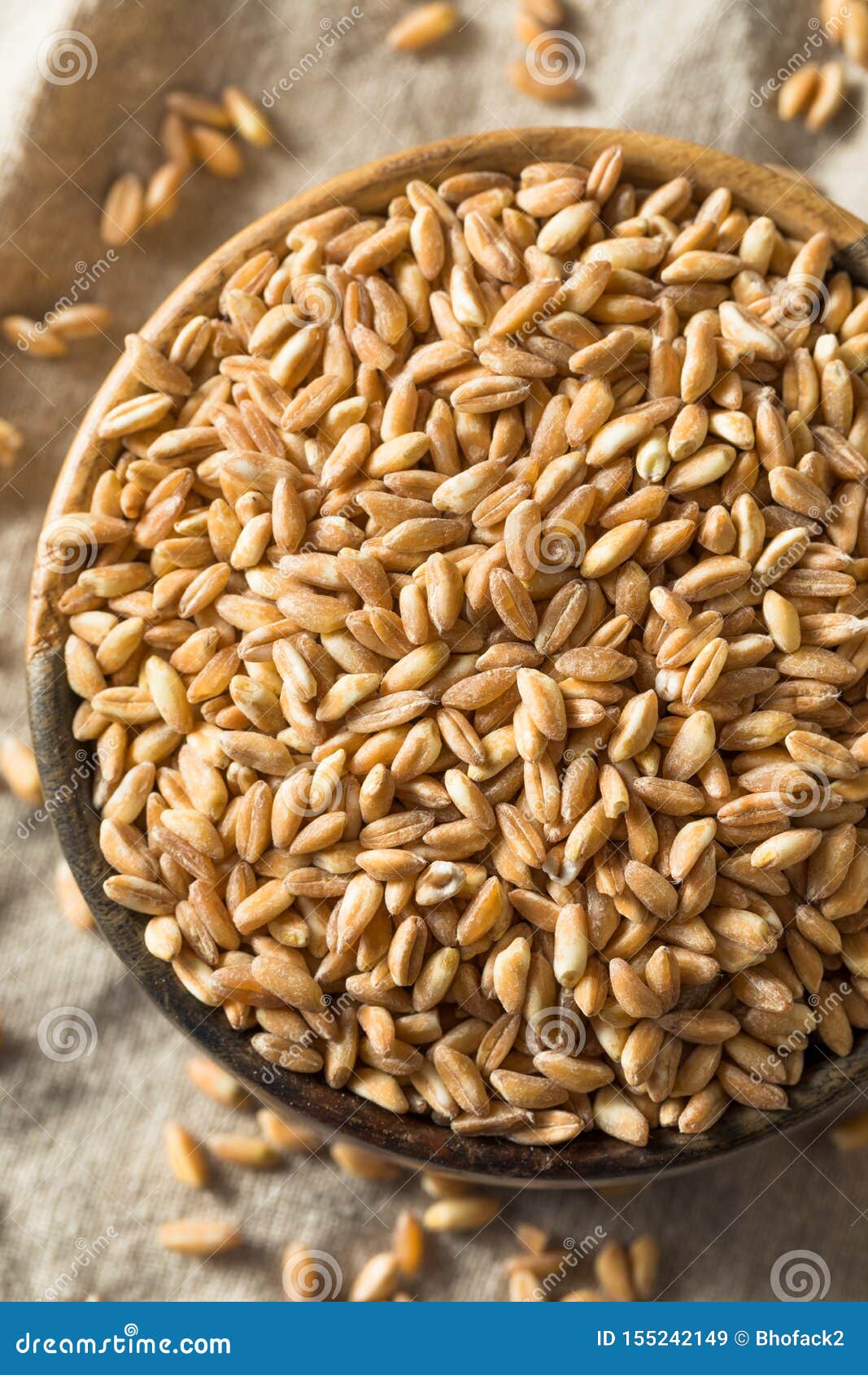 Raw Organic Farro Grain stock image. Image of organic 155242149