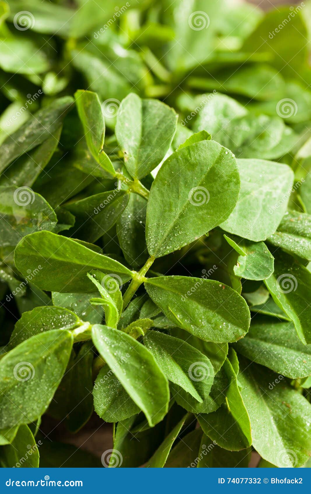 Raw Organic Fenugreek Methi Leaves Stock Photo Image of herb, gourmet