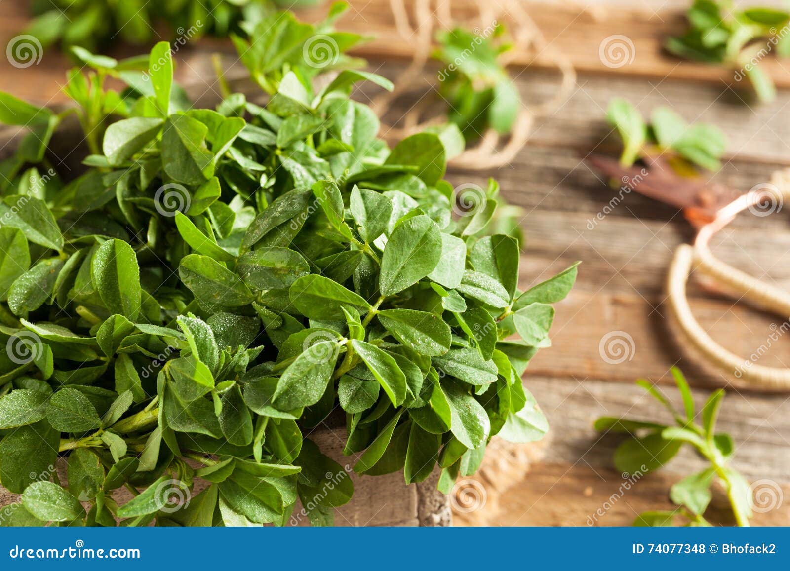 Raw Organic Fenugreek Methi Leaves Stock Photo Image of medicinal