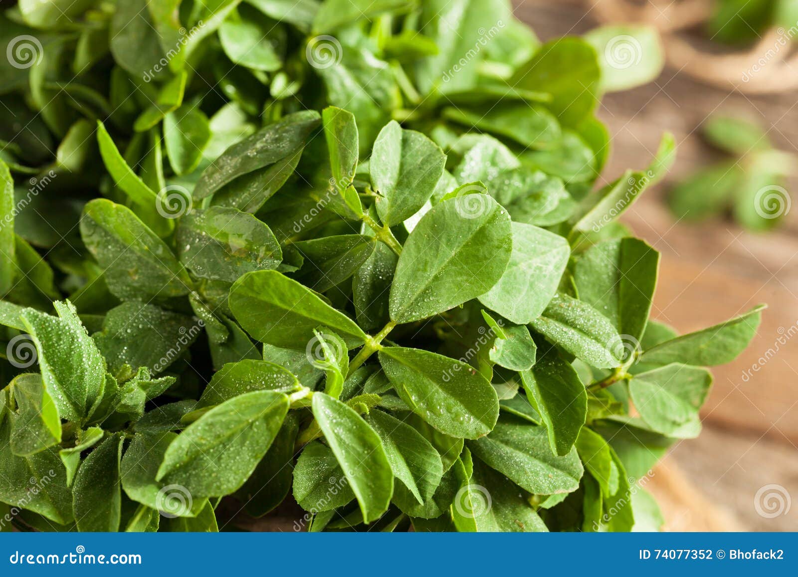Raw Organic Fenugreek Methi Leaves Stock Photo Image of leaf, herb