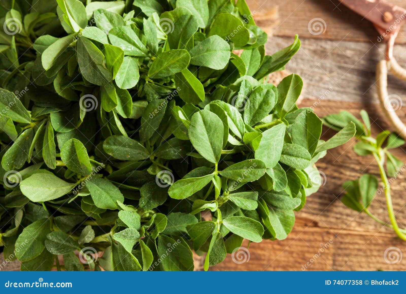 Raw Organic Fenugreek Methi Leaves Stock Photo Image of bunch