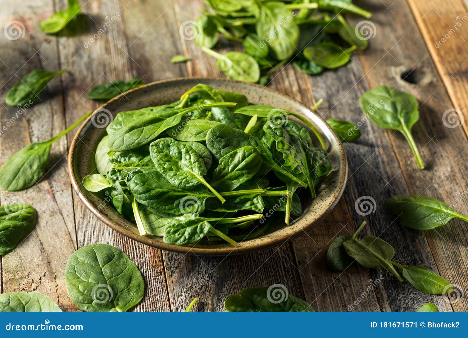 Raw Organic Fresh Baby Spinach Stock Image Image of dish, organic